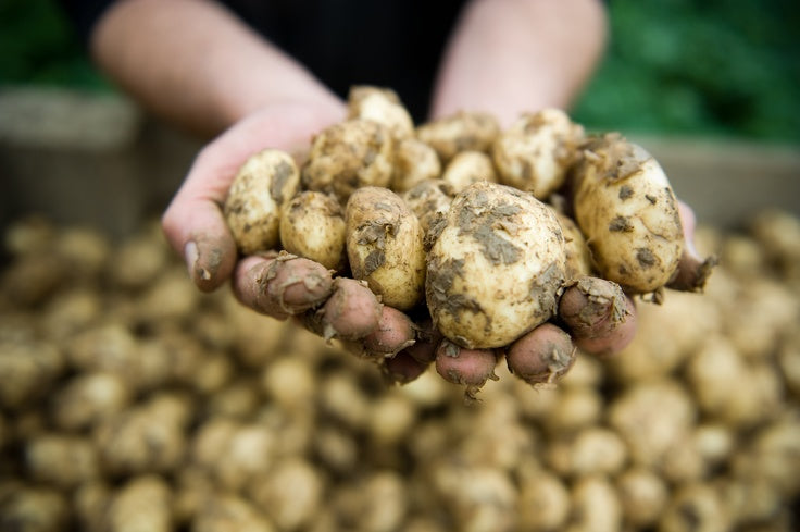 Potatoes - Jersey Royals