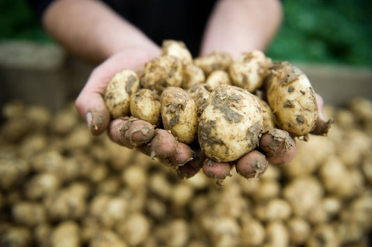 Potatoes - Jersey Royals