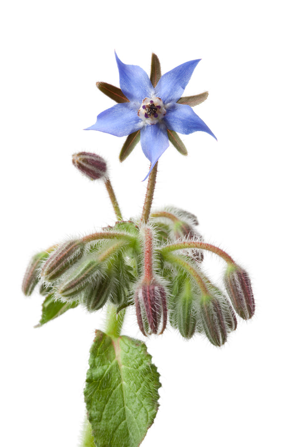 Borage Leaves