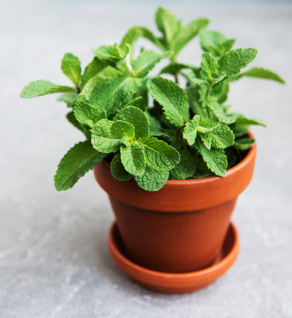 Mint - Potted