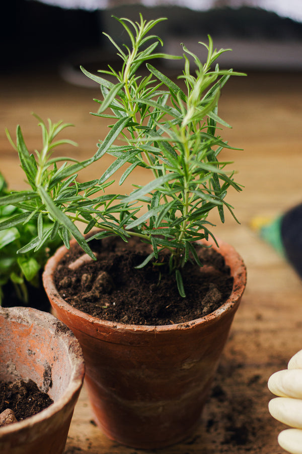 Rosemary - Potted