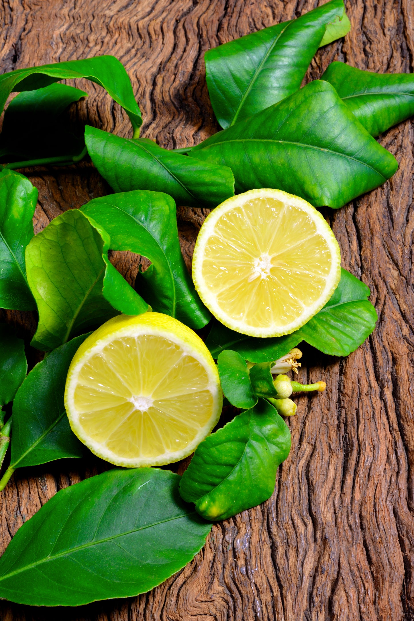 Lemon Leaves