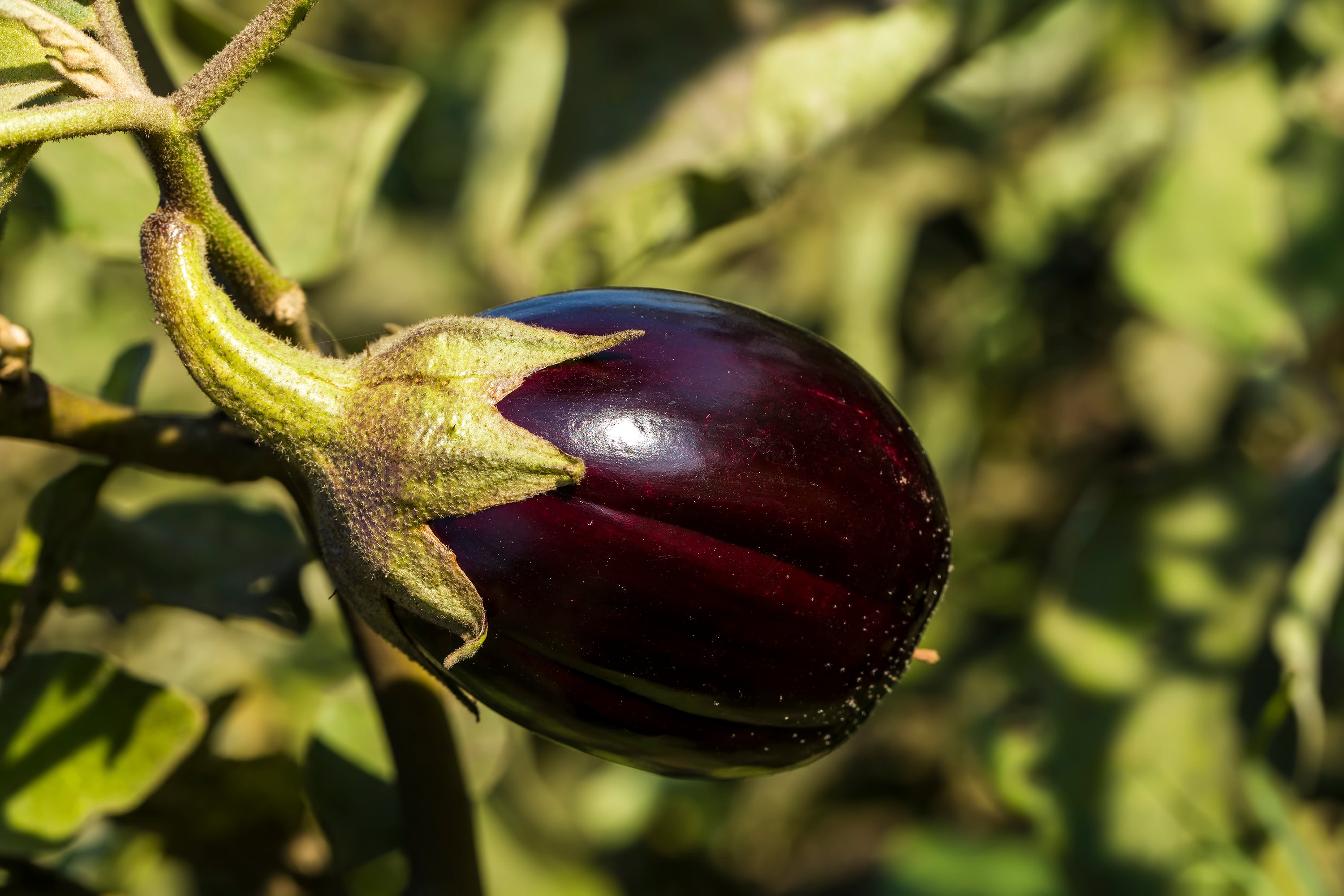 Aubergine - Baby (Black Beauty) – Farmford & Co