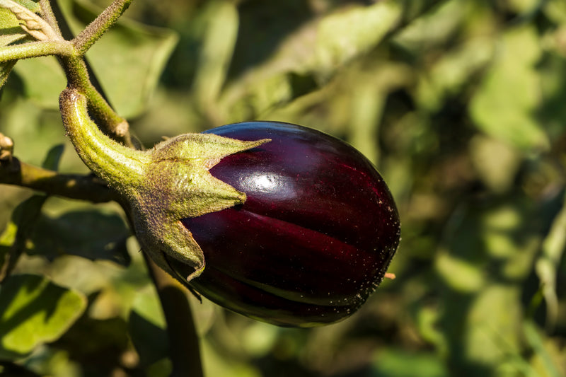 Aubergine - Baby (Black Beauty)