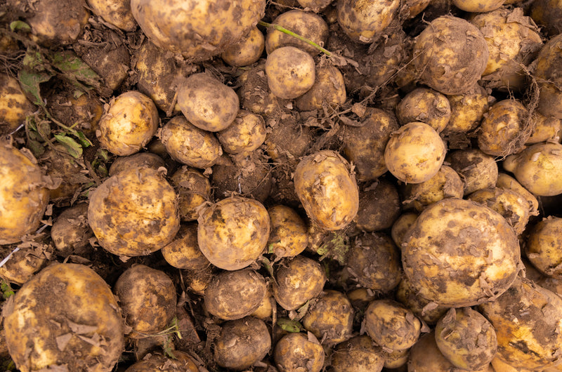 Potatoes - Cornish