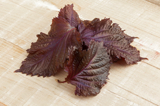 Micro Shiso Purple
