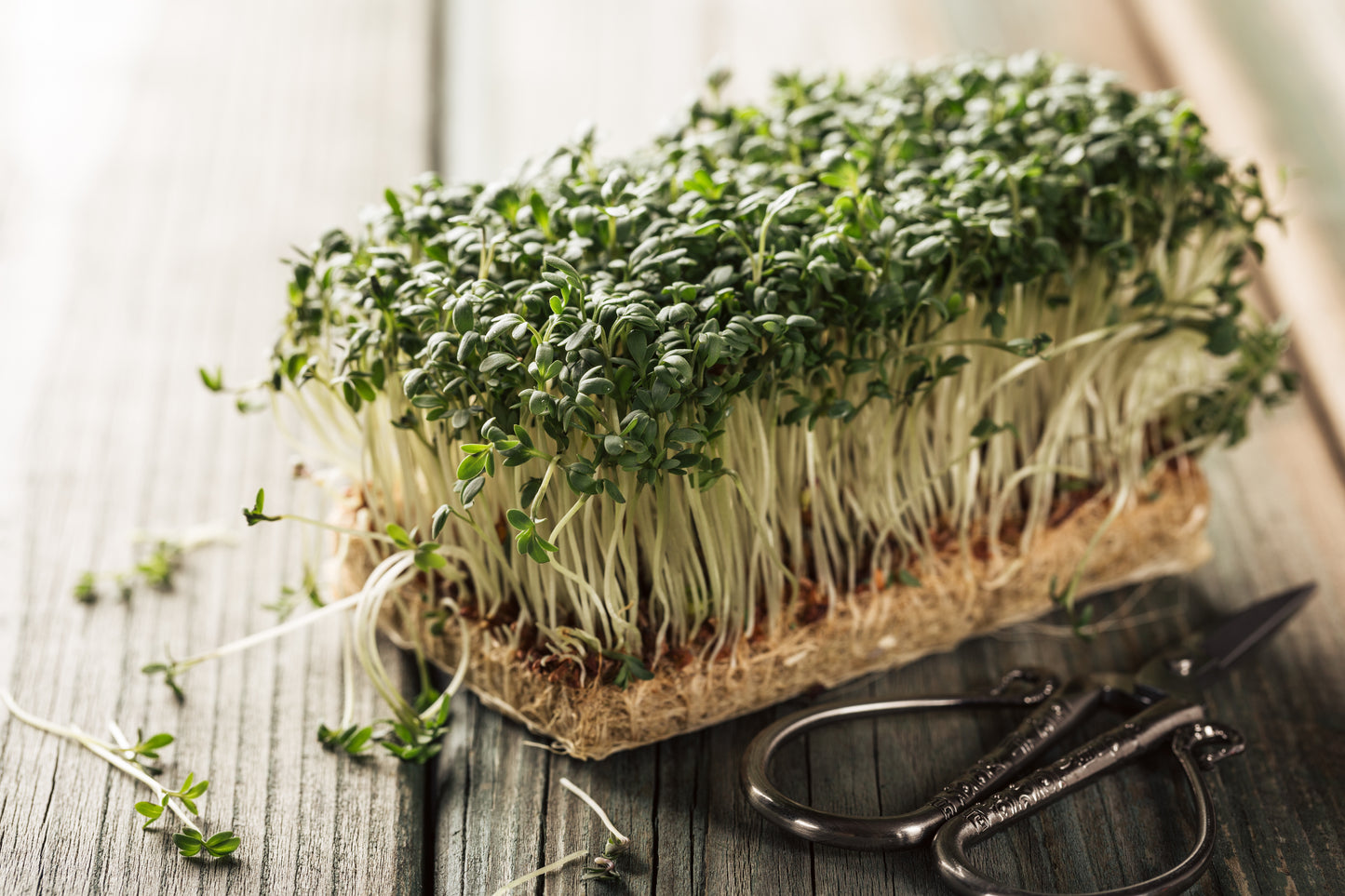 Garden Cress