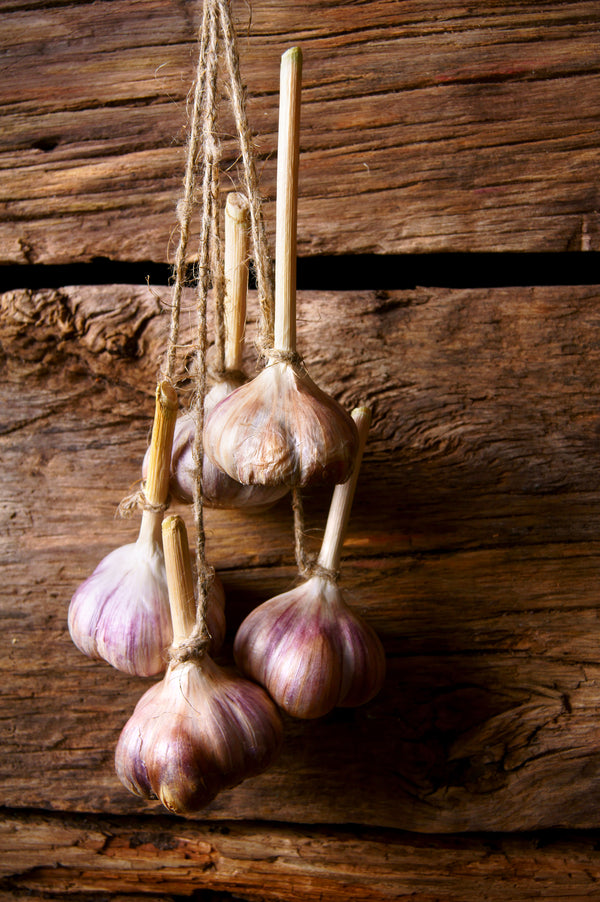 Garlic Violet String