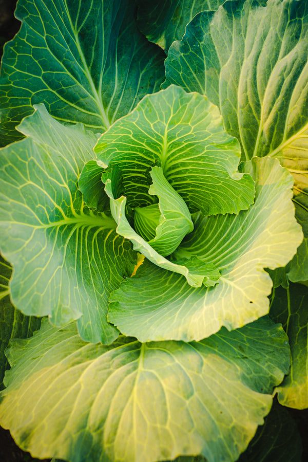 Cabbage - Spring Green