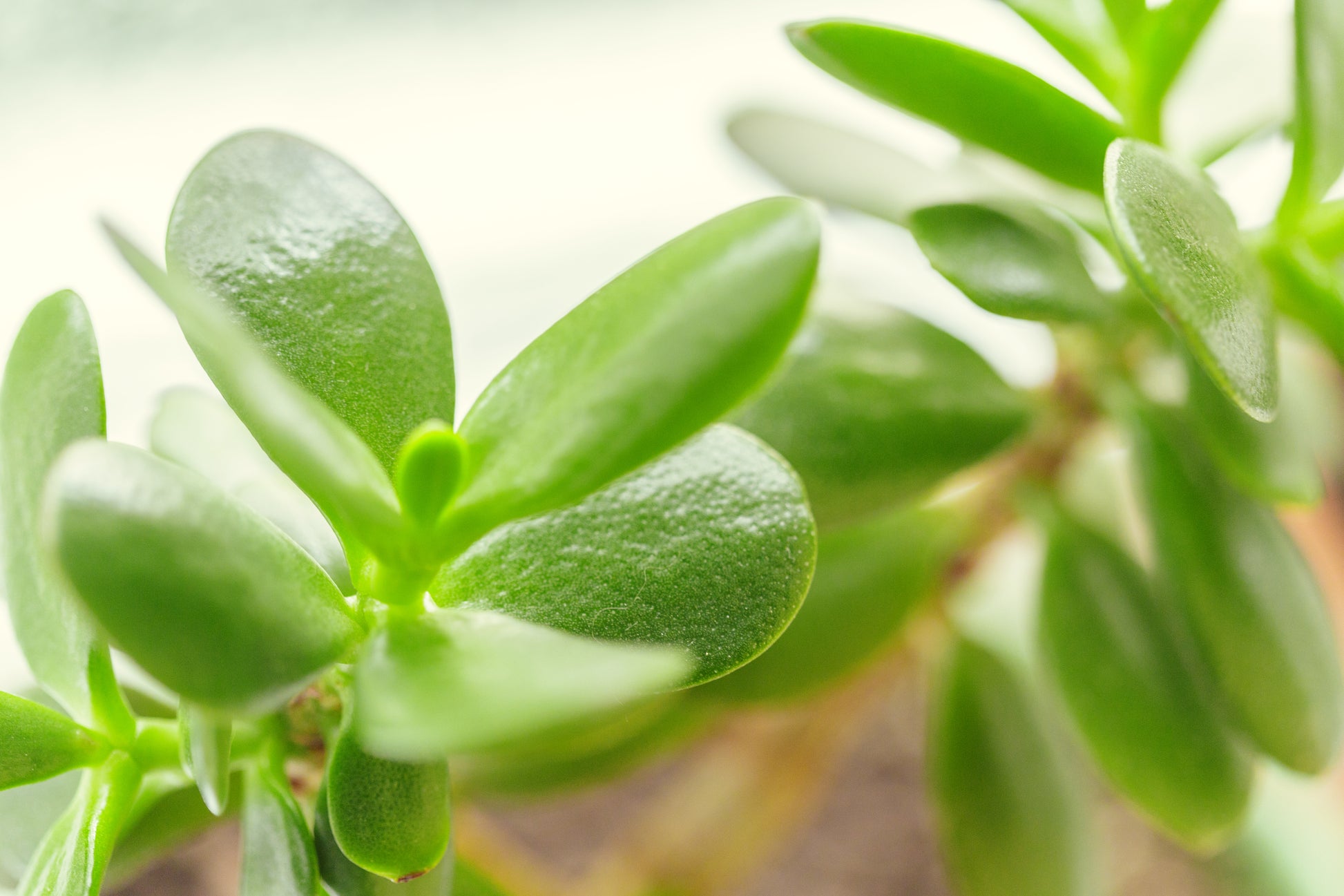 Micro Sea Purslane