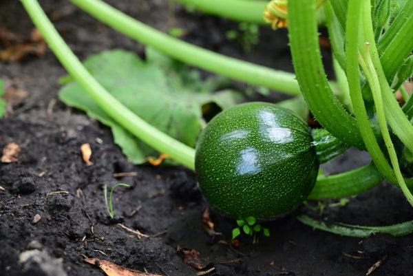 Round Courgette Green