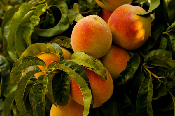 Peaches - Yellow