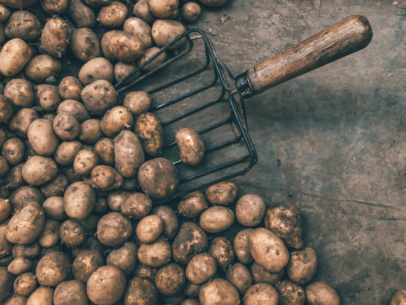 Potatoes - Baking