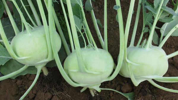 Kohlrabi