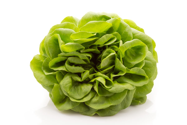 Lettuce - Butterhead