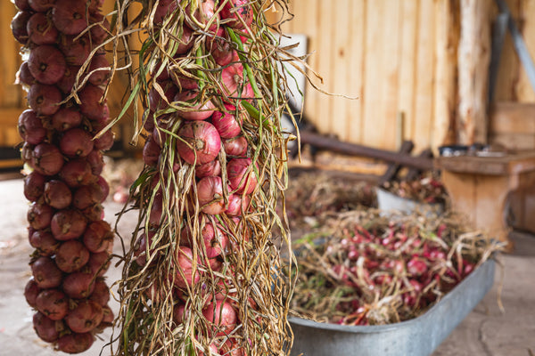 Shallots Round strings