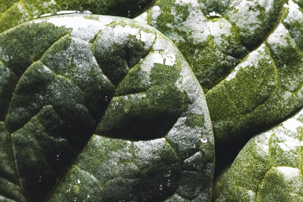 Frozen - Spinach Leaf