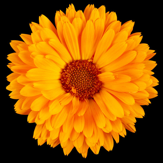 Edible Flowers - Calendula
