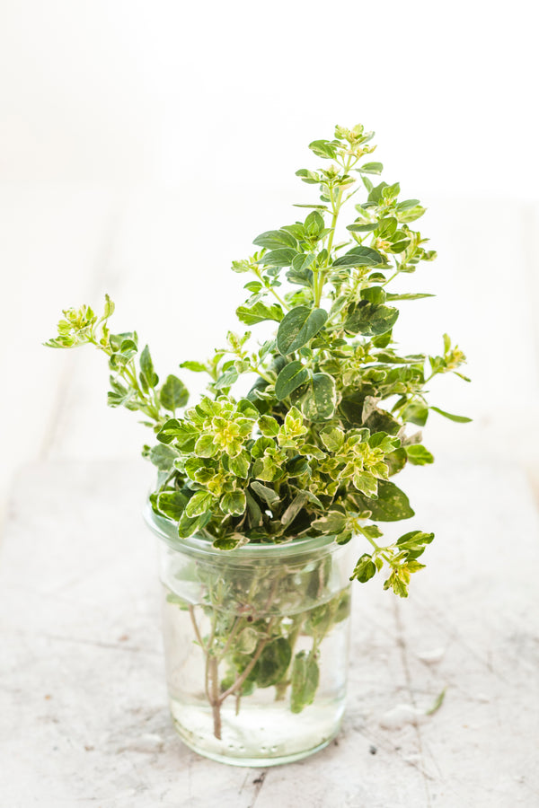 Potted - Oregano