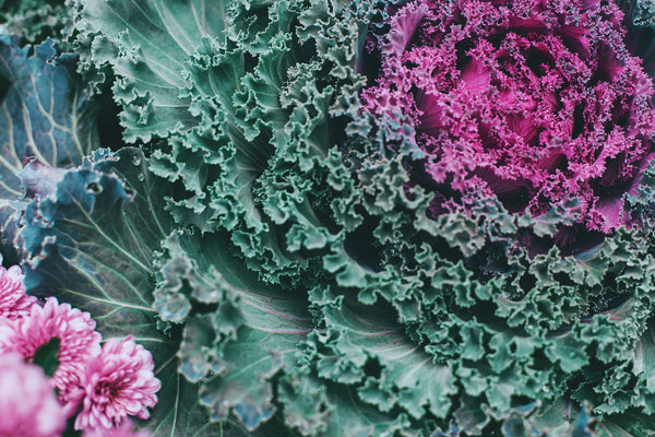 Kale - Purple / Red