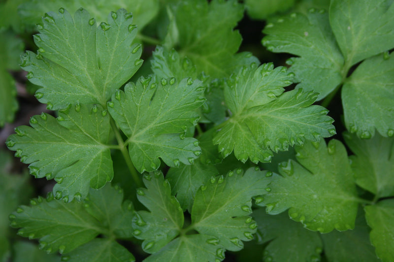 Parsley - Flat Leaf Italian (LARGE LEAVES)