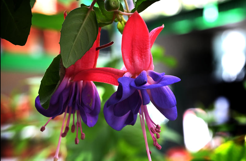 Flowers Edible Fuchsia