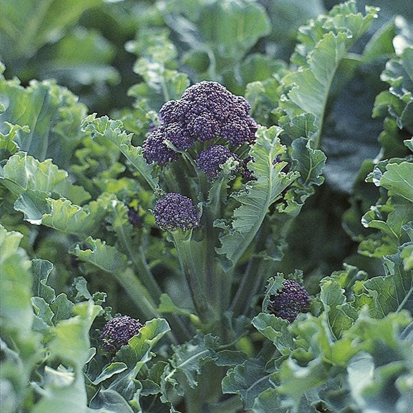 Broccoli - Purple Sprouting