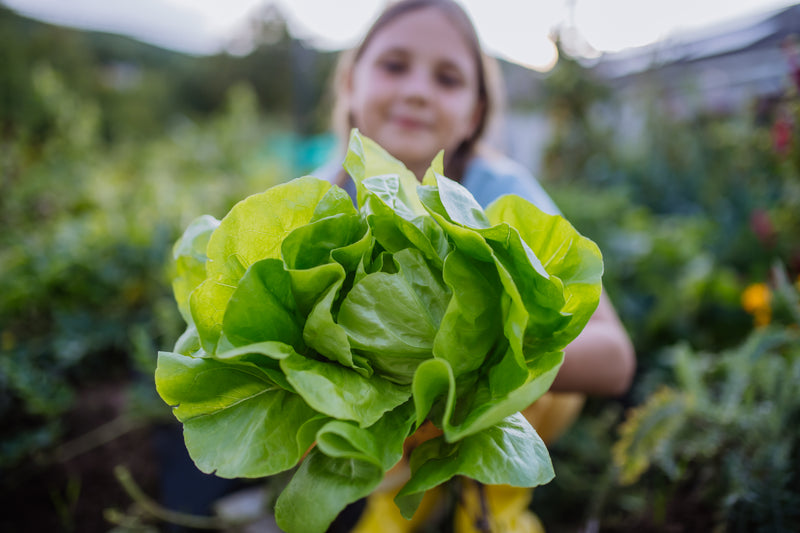 Lettuce - Mignonette