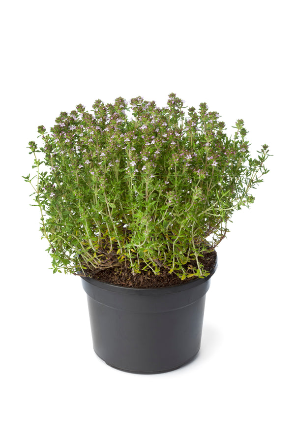 Potted - Lemon Thyme