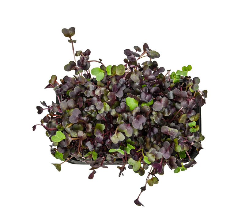 Micro Watercress - Red