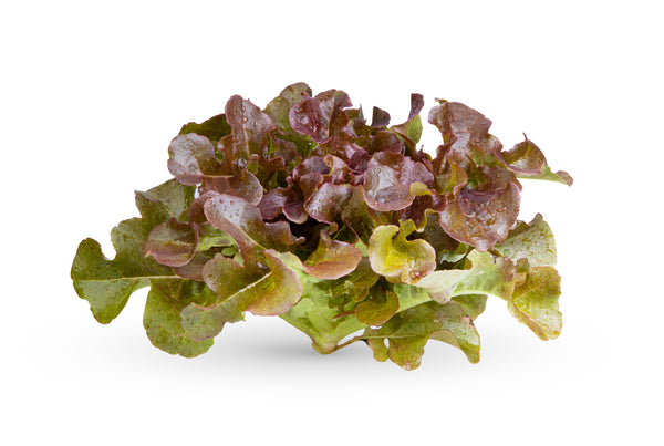 Lettuce - Oak Red