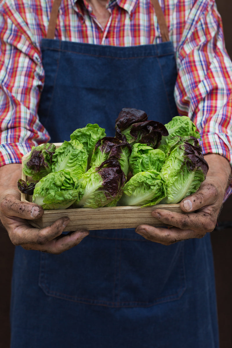 Lettuce - Red Gem