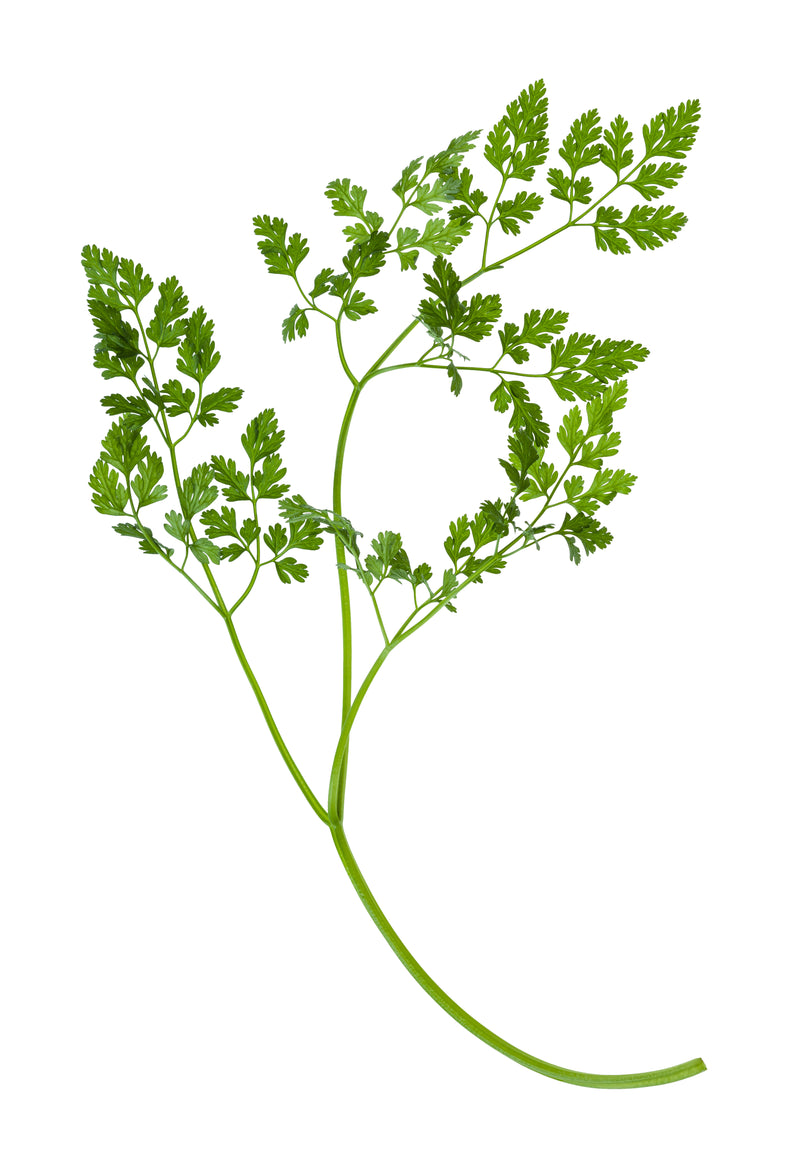 Micro Chervil