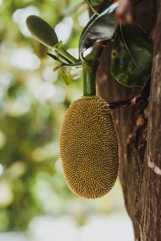 Jackfruit