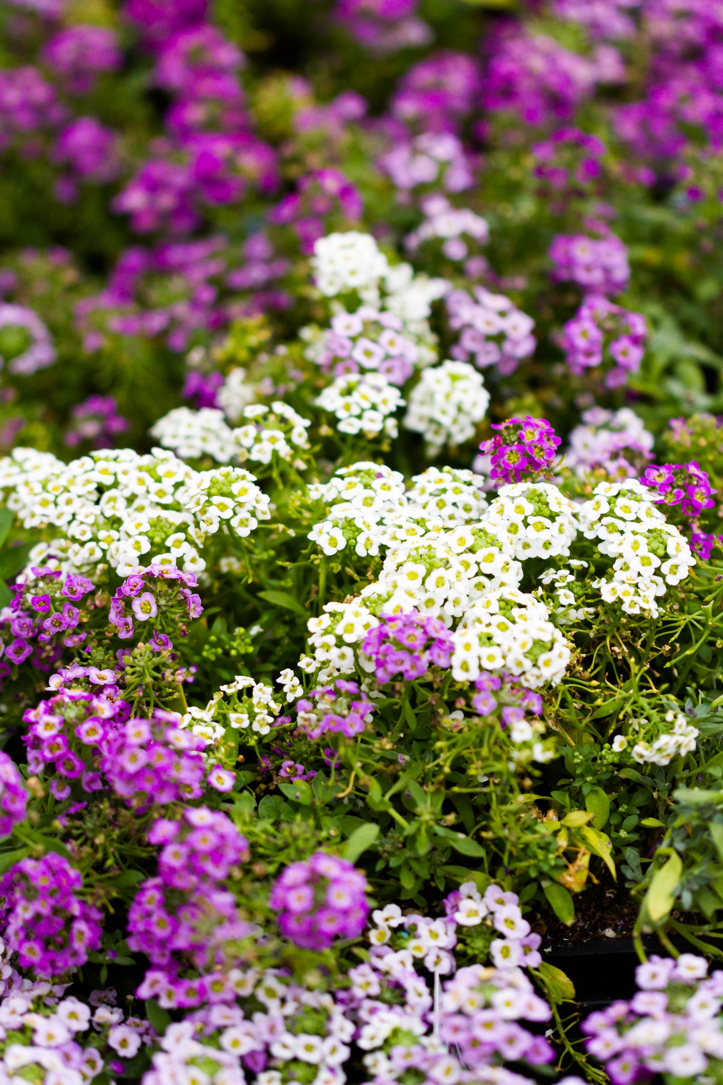 Edible Flowers - Alyssum