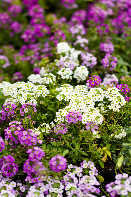 Edible Flowers - Alyssum