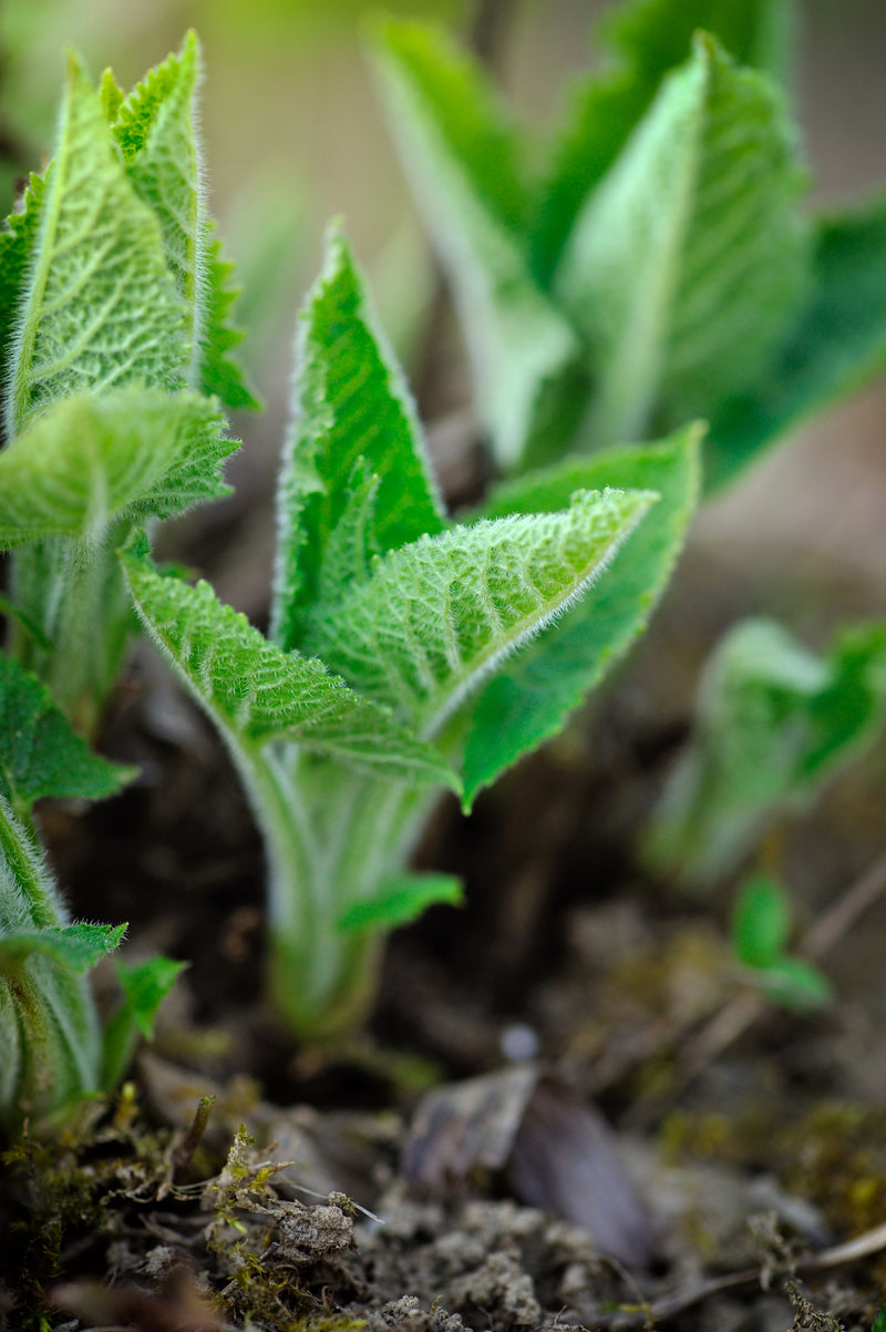 Micro Borage – Farmford & Co