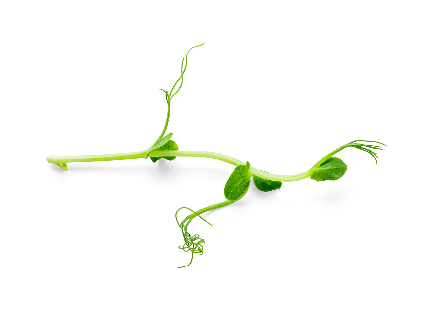 Micro Pea Shoots - Tendril