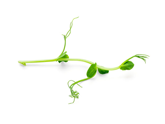 Micro Pea Shoots - Tendril