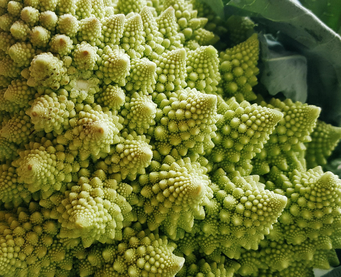 Romanesco