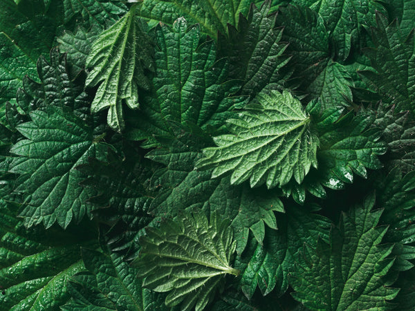 Garnish - Shiso Green