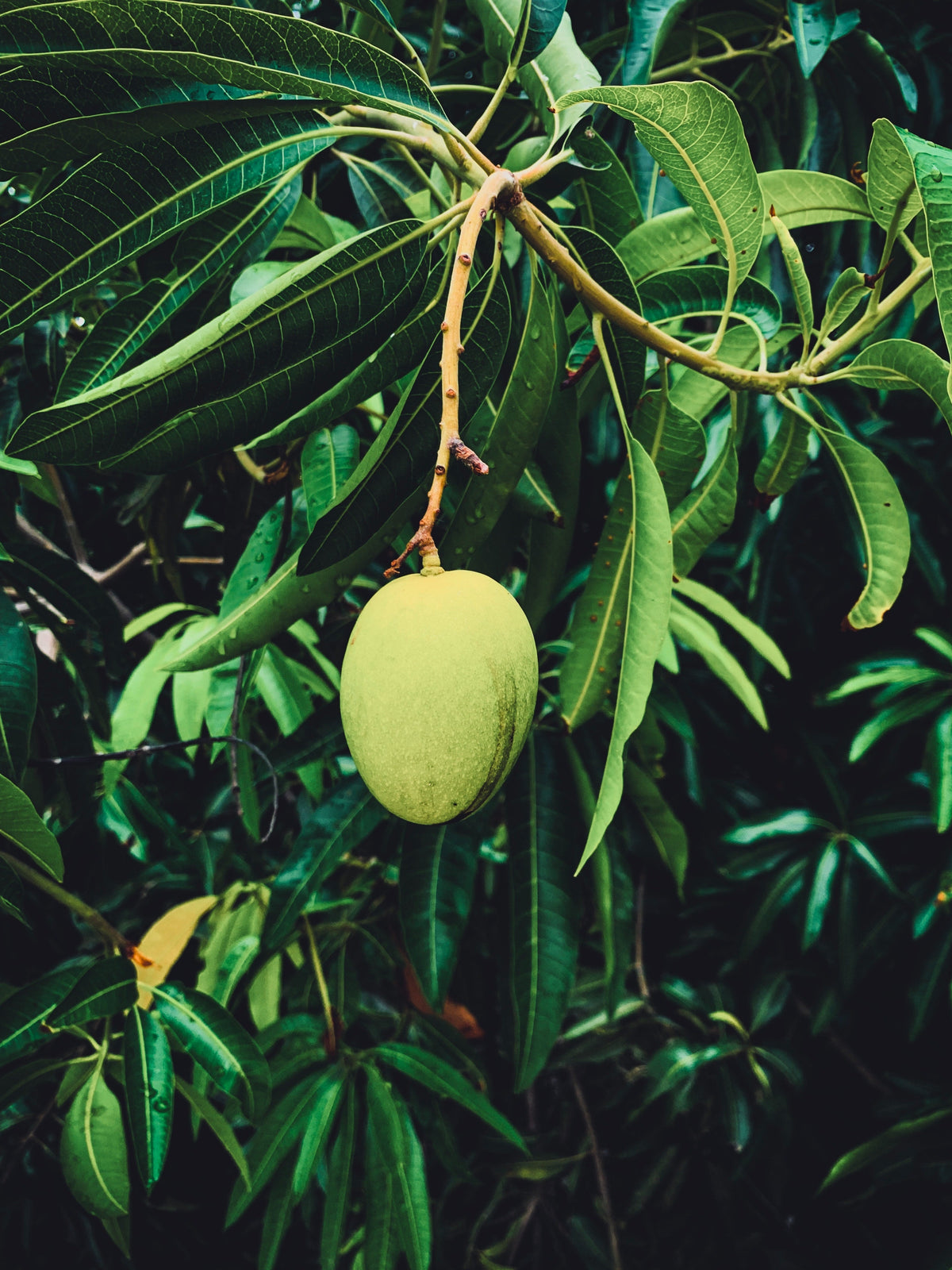 Wait Mango Mangoes 'Ready to Eat' – Farmford & Co