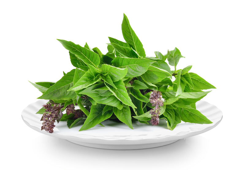 Basil - Thai