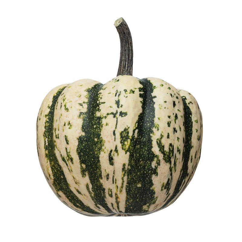 Squash - Harlequin