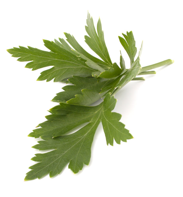 Lovage