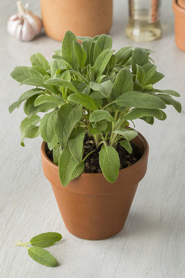 Sage - Potted