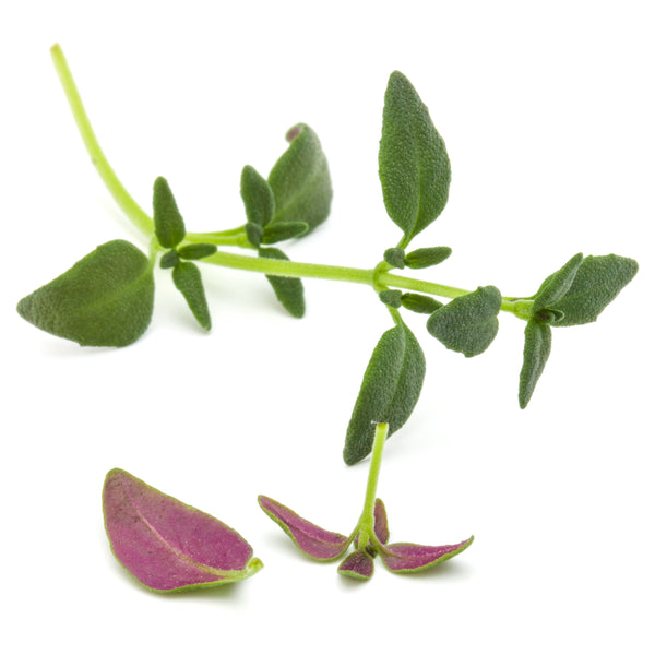 Micro Purslane