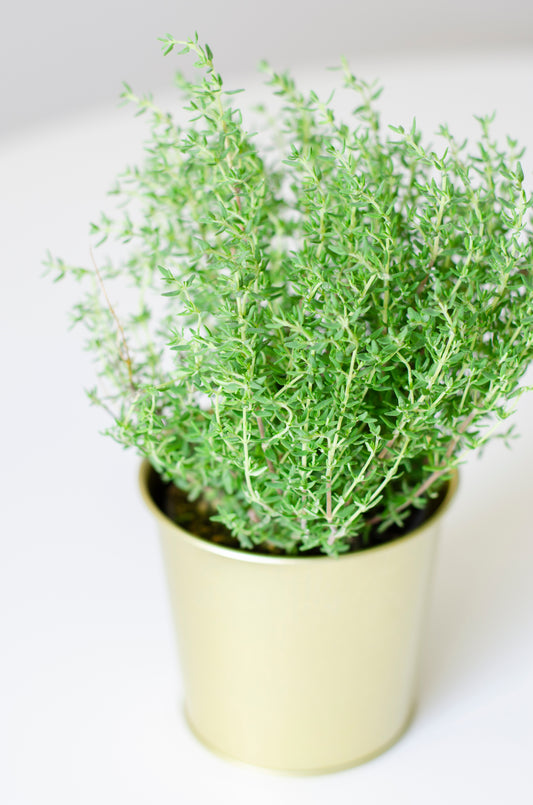 Thyme - Potted