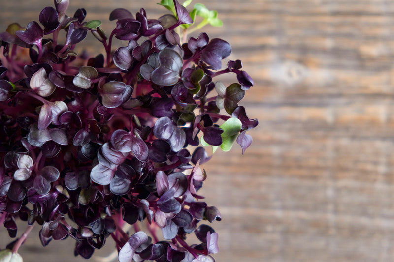Micro Basil - Red – Farmford & Co