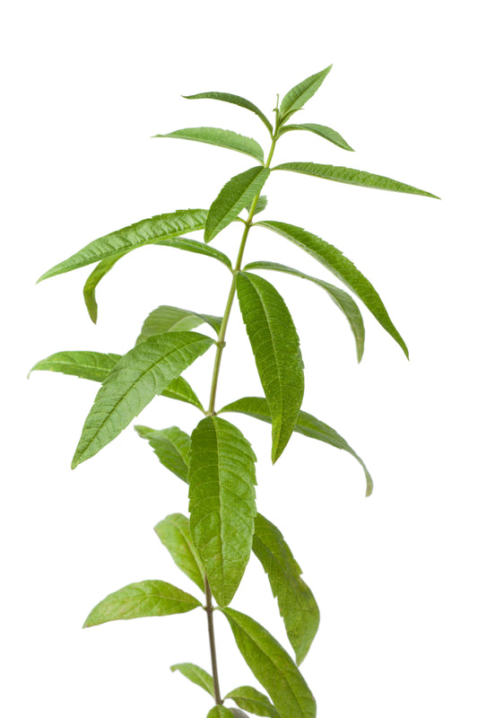Lemon Verbena